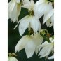 Yucca Glauca Soapweed Flower 20 US Seeds