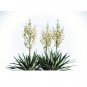Yucca Glauca Soapweed Flower 20 US Seeds