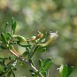 50 US seeds Desert Tomato Lycium andersonii