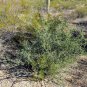 50 US seeds Desert Tomato Lycium andersonii