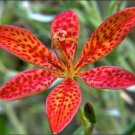 10 US seeds Black Berry Lily Belmcanda chinensis