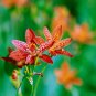 10 US seeds Black Berry Lily Belmcanda chinensis