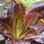 850 US seeds Cimmaron Romaine NON GMO Heirloom