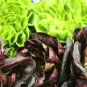 850 US seeds Cimmaron Romaine NON GMO Heirloom