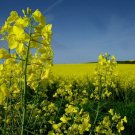 Brassica napus Organic Canola Rapeseed 20 US seeds