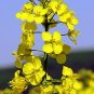 Brassica napus Organic Canola Rapeseed 20 US seeds