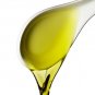 Brassica napus Organic Canola Rapeseed 20 US seeds