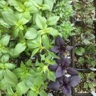 450 US seeds Thai Basil purple Ocimum Basilicum heirloom NON GMO