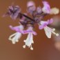 450 US seeds Thai Basil purple Ocimum Basilicum heirloom NON GMO