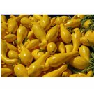 Yellow Crookneck Squash Vegetable 50 US Seeds