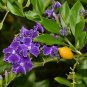 10 US seeds Sky Flower Duranta repens Ornate Shrub