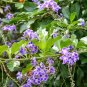 10 US seeds Sky Flower Duranta repens Ornate Shrub