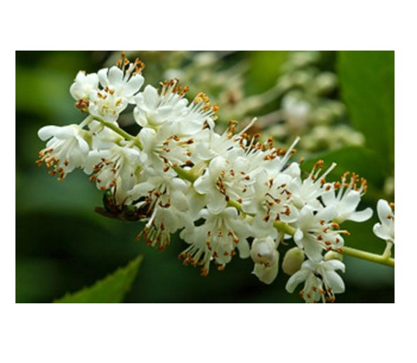 Clethra acuminata Mountain Pepper Bush 30 US seeds