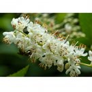 Clethra acuminata Mountain Pepper Bush 30 US seeds