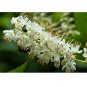 Clethra acuminata Mountain Pepper Bush 30 US seeds