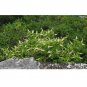 Clethra acuminata Mountain Pepper Bush 30 US seeds