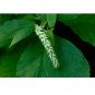 Clethra acuminata Mountain Pepper Bush 30 US seeds