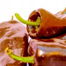 35 US SEEDS CHOCOLATE POBLANO SWEET PEPPER Mulato Isleño Heirloom Chile Ancho