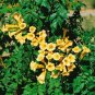 80 US seeds Yellow Trumpet Creeper Campsis radicans var flava