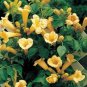 80 US seeds Yellow Trumpet Creeper Campsis radicans var flava