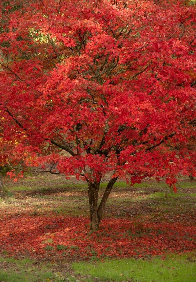 10 US seeds Red Paperbark Maple Acer griseum dw