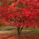 10 US seeds Red Paperbark Maple Acer griseum dw
