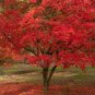 10 US seeds Red Paperbark Maple Acer griseum dw