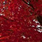10 US seeds Red Paperbark Maple Acer griseum dw