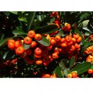 25 US seeds Landscapers Select! Scarlet Firethorn shrub Pyracantha coccinea