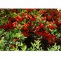 25 US seeds Landscapers Select! Scarlet Firethorn shrub Pyracantha coccinea