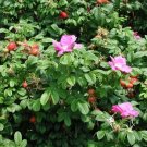 30 US seeds Seaside Pink Rose Fruiting Shrub Rosa Rugosa