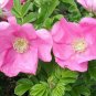 30 US seeds Seaside Pink Rose Fruiting Shrub Rosa Rugosa