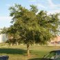 10 US seeds Sugarberry Tree Celtis laevigata 1st year Fruit