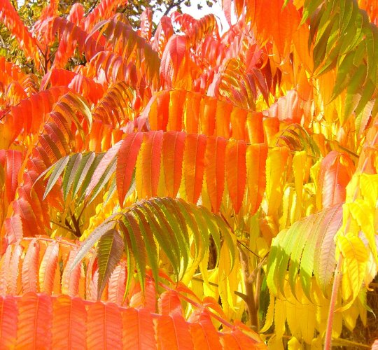 Rhus copallina cs Dwarf Flameleaf Sumac 30 US seeds