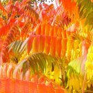 Rhus copallina cs Dwarf Flameleaf Sumac 30 US seeds