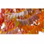 Rhus copallina cs Dwarf Flameleaf Sumac 30 US seeds
