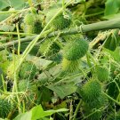 Fruiting vine Wild Cucumber Cucumis dipsaceus 10 US seeds