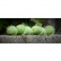 Fruiting vine Wild Cucumber Cucumis dipsaceus 10 US seeds