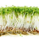 1000 US SEEDS CURLED GARDEN CRESS