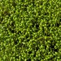 1000 US SEEDS CURLED GARDEN CRESS
