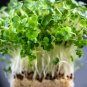 1000 US SEEDS CURLED GARDEN CRESS