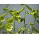 200 US Seeds NICOTIANA LIME GREEN Flower Nicotiana Alata