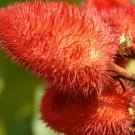 10 US seeds Anchiote Bixa orellana