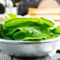 500 US Seeds BROAD LEAF SORREL