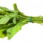 500 US Seeds BROAD LEAF SORREL