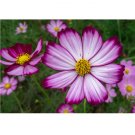 Cosmos bipinnatus Candy Stripe 50 US seeds