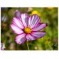 Cosmos bipinnatus Candy Stripe 50 US seeds
