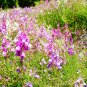 2000 US Seeds Snapdragon Dwarf Fairy Mix Baby Toadflax Flowers