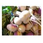 Vegetable Turnip Green Purple Top White Globe NON GMO Heirloom See 650 US Seeds