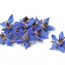 Borage Flower Borago Officinalis 75 US Seeds